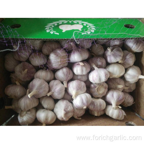 New Crop Fresh Normal White Garlic Of 2019